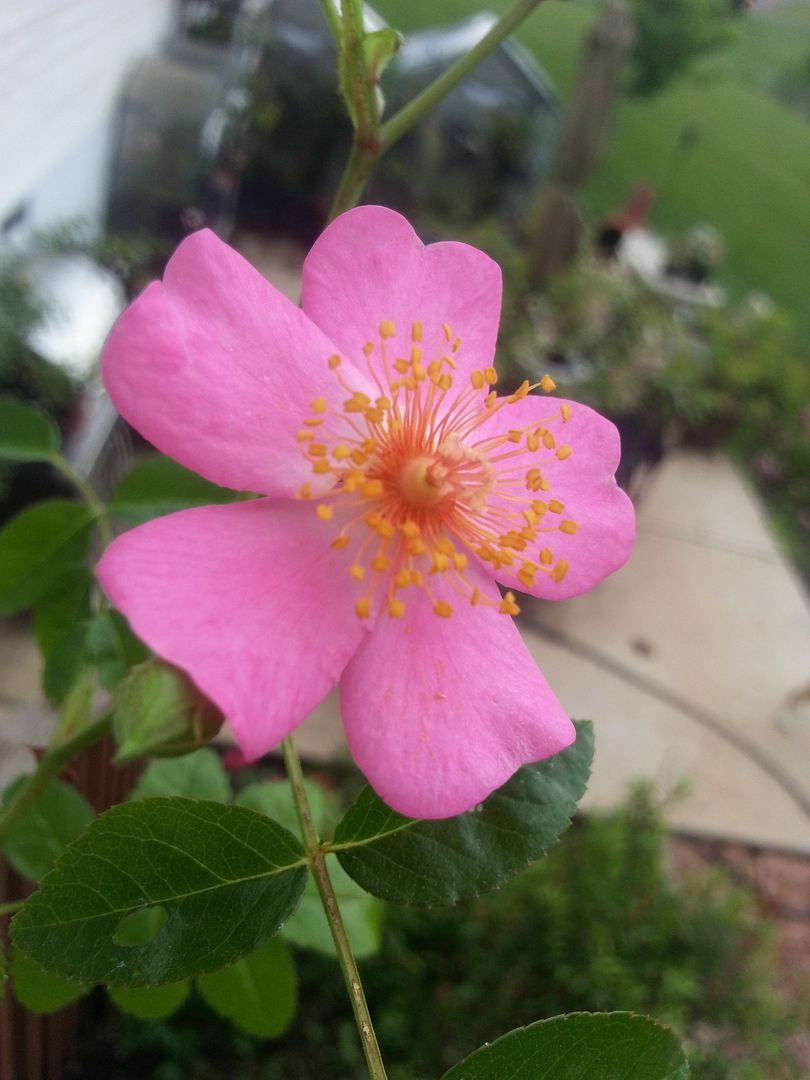 simon robinson photo 20130602_164300_zps60296538.jpg